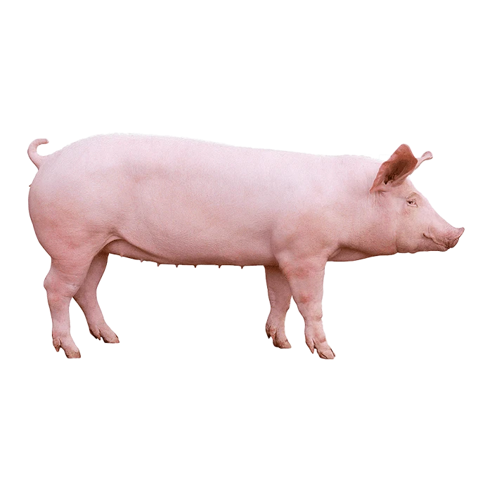 Kombikorm-dlya-porosyat-ot-61-do-120-dnej-1